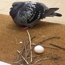 meme van een duif die op een deurmat zit naast zijn 'nest', een paar schamele takjes met een los ei in het midden